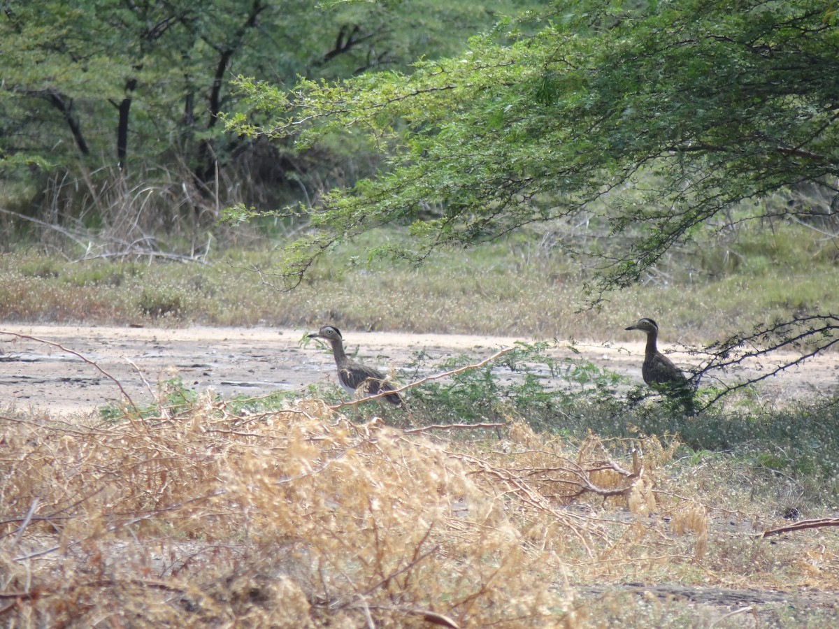 Double-striped Thick-knee - ML640095143