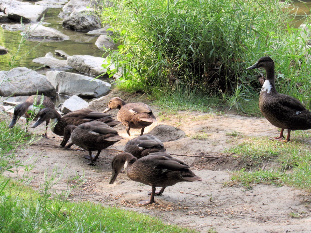 Anatra germanata - ML640095155