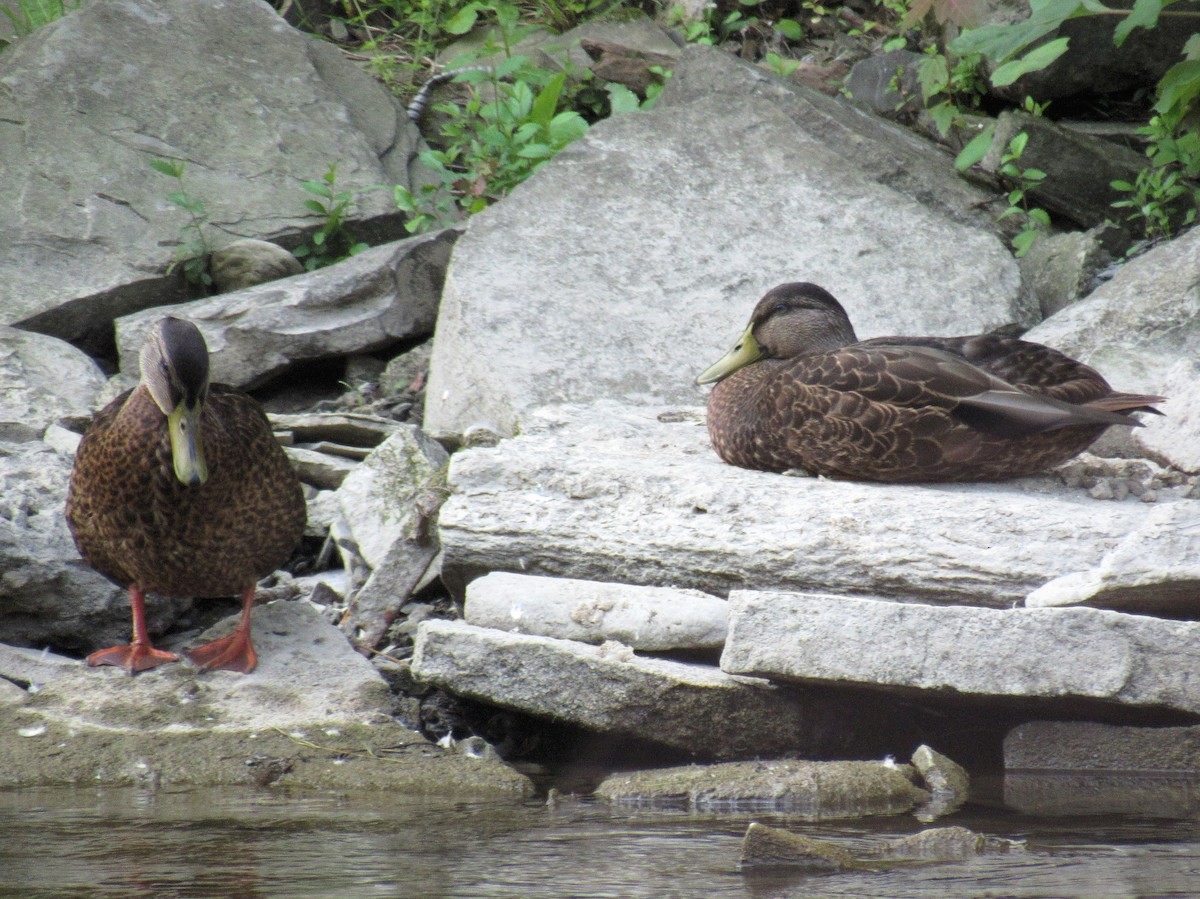 American Black Duck - ML640095162