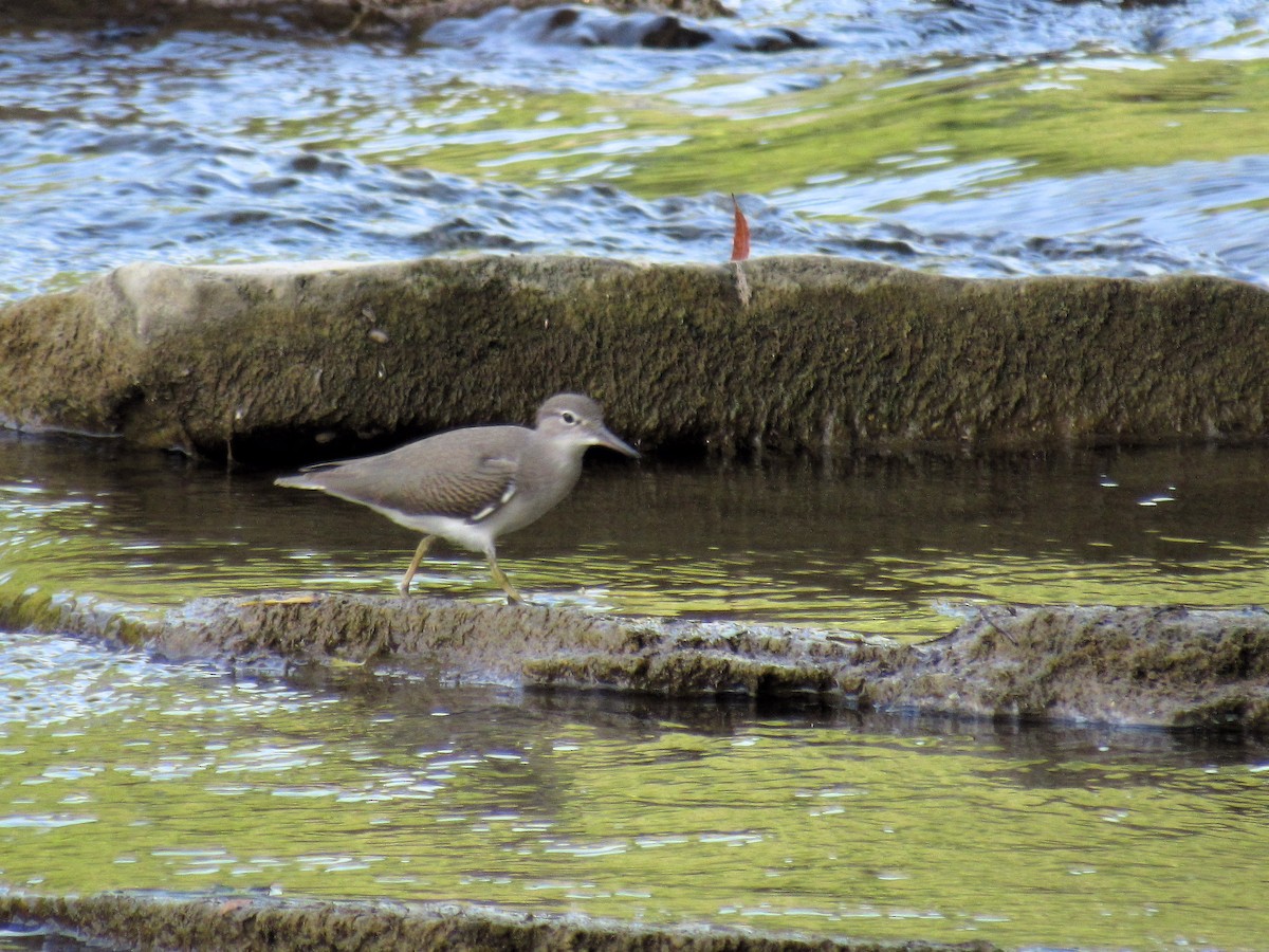 Piro piro macchiato - ML640095172