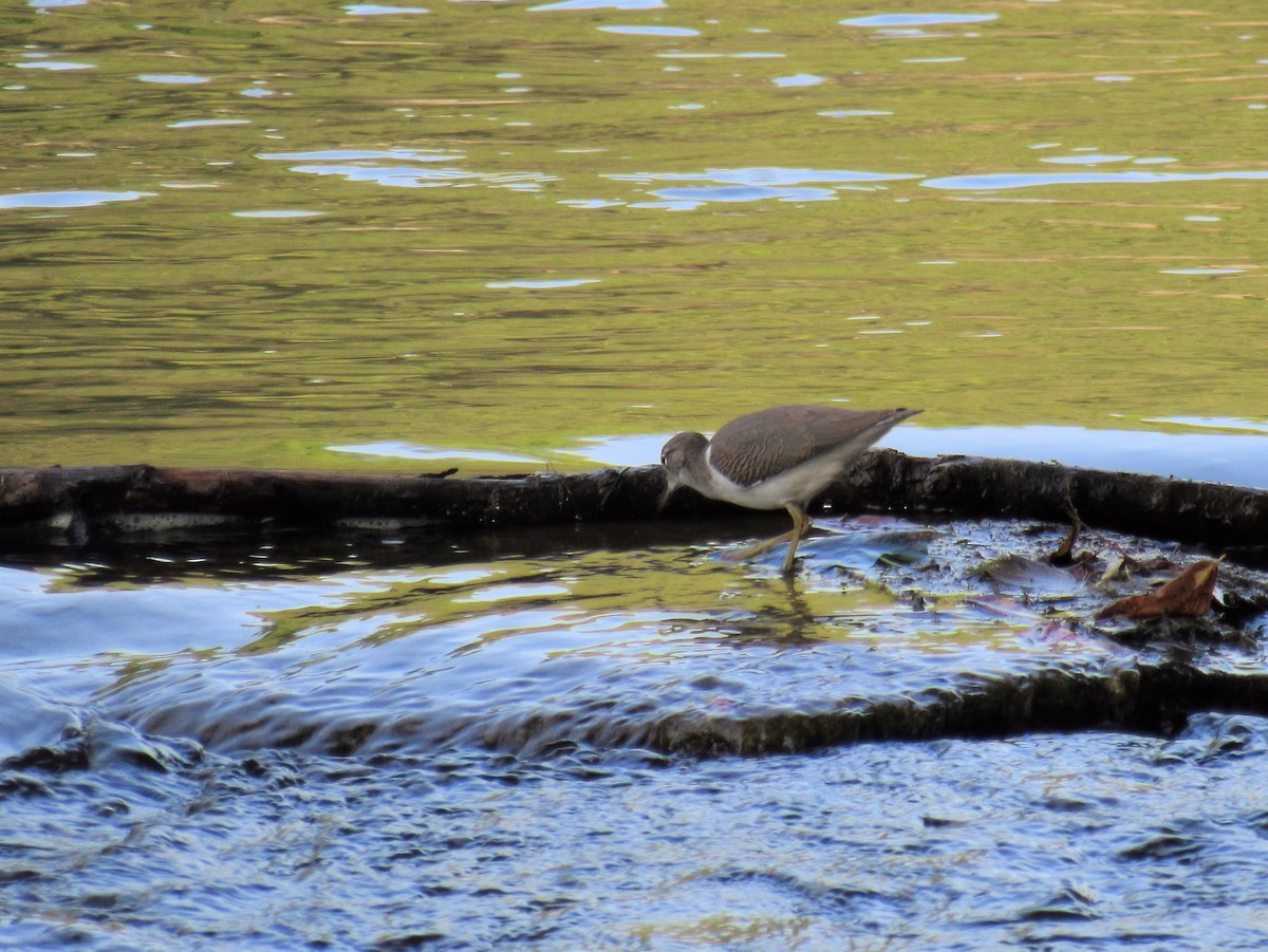 Piro piro macchiato - ML640095173