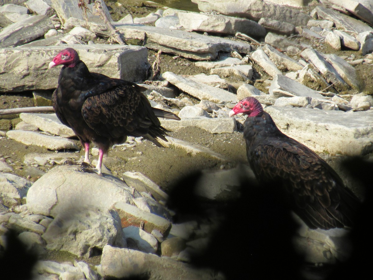 Turkey Vulture - ML640095181