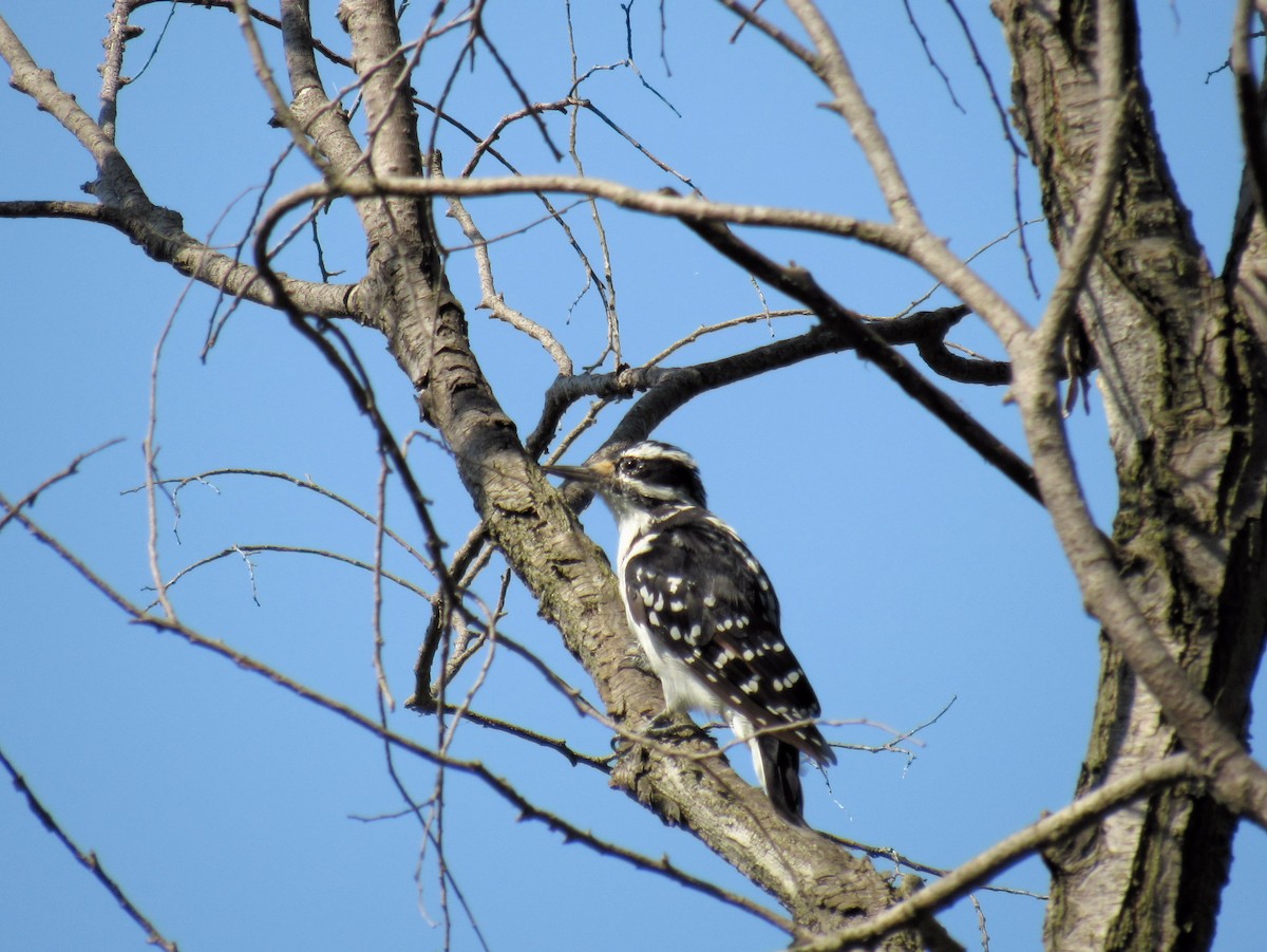 Hairy Woodpecker - ML640095192
