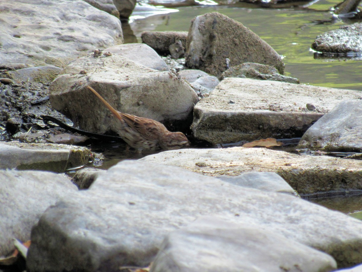 Song Sparrow - ML640095205