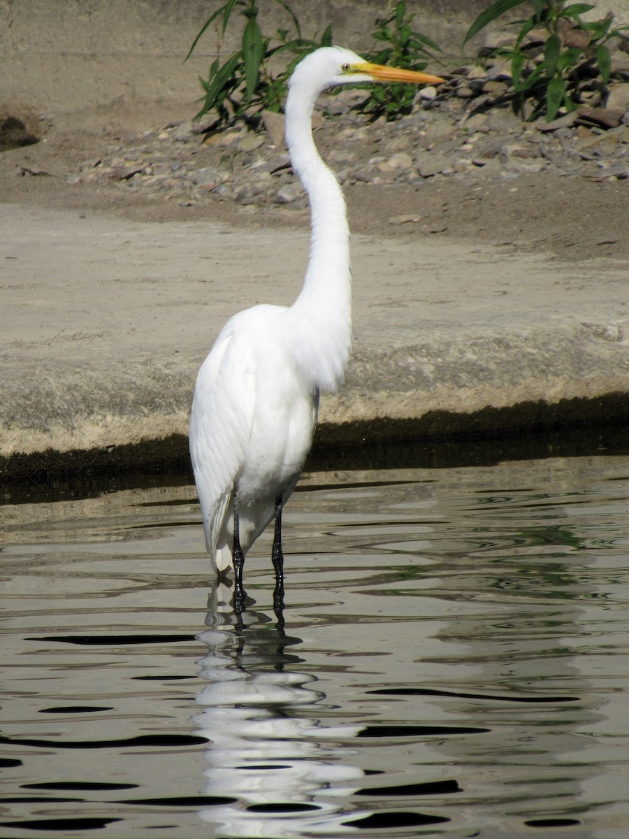 Airone bianco maggiore - ML640095210