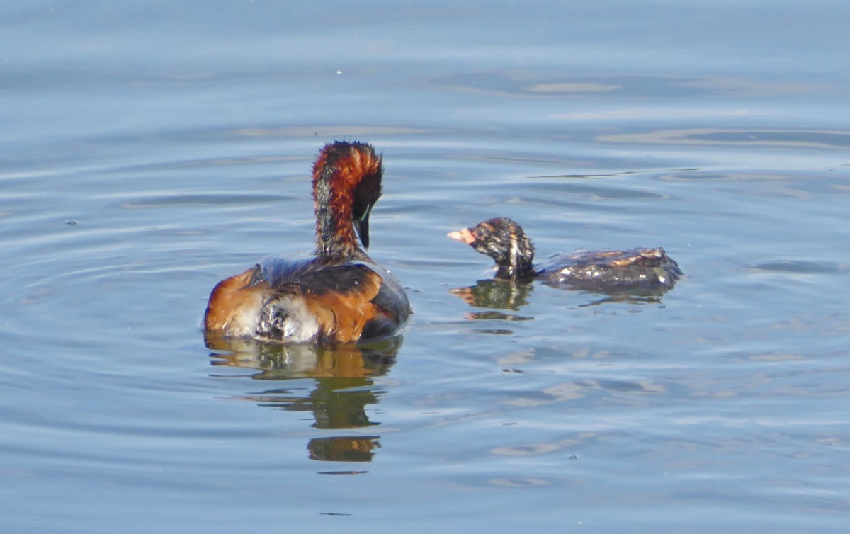 Little Grebe - ML640095216