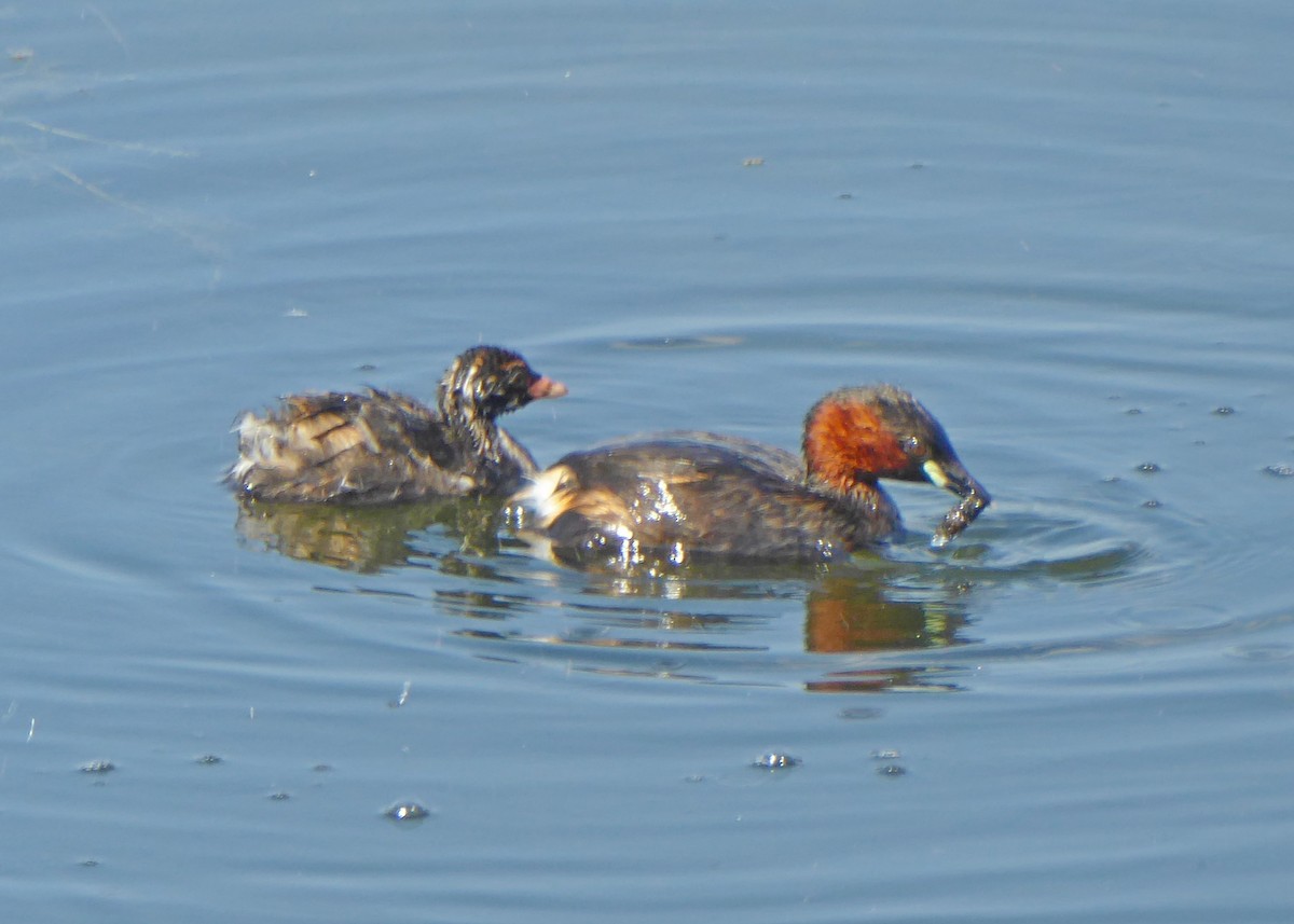 Little Grebe - ML640095217