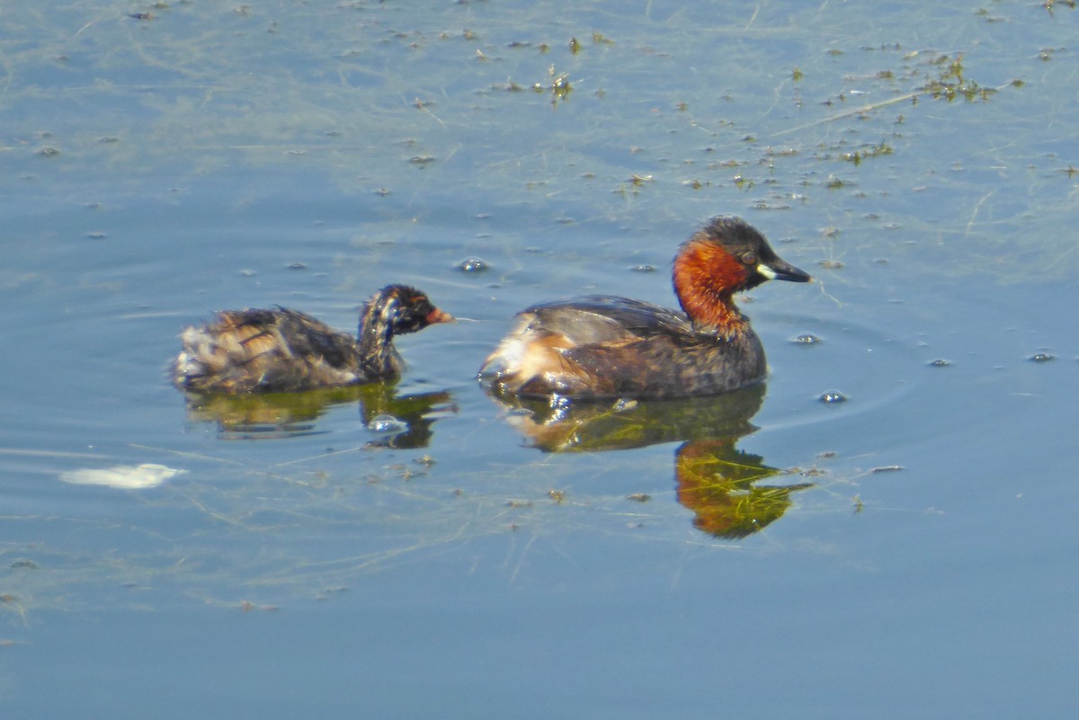 Little Grebe - ML640095218