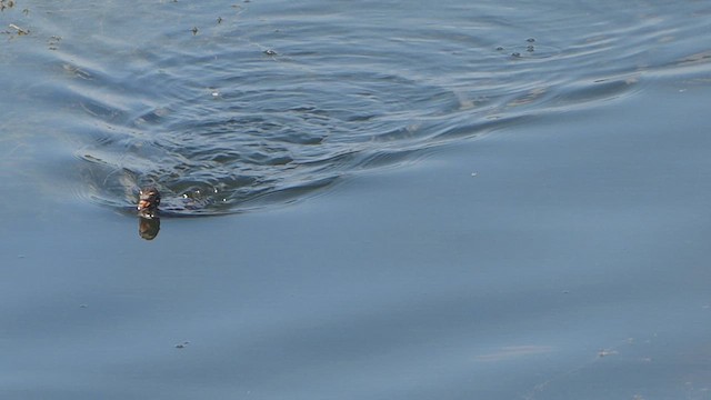 Little Grebe - ML640095219