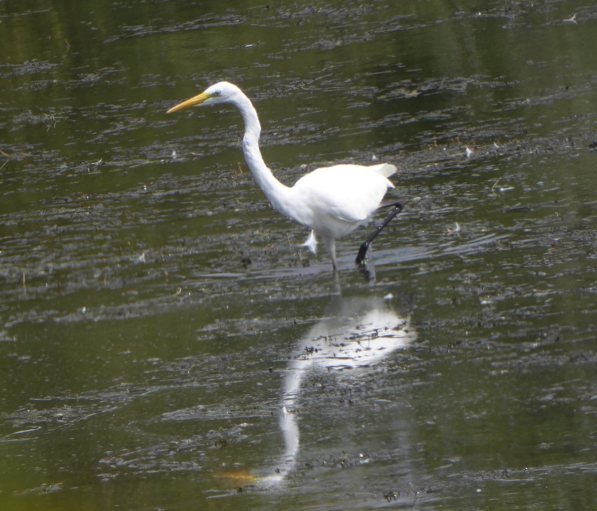 Great Egret - ML640095238