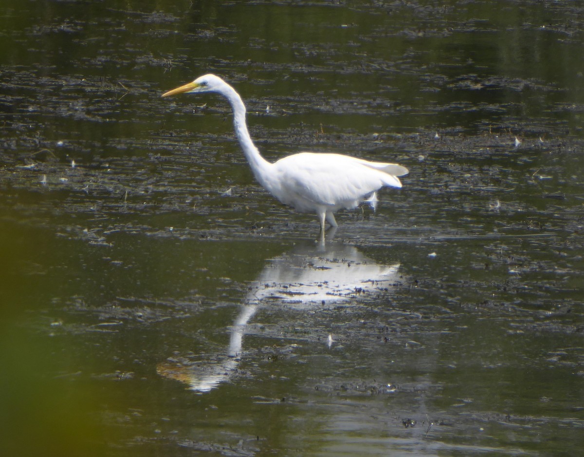 Great Egret - ML640095239