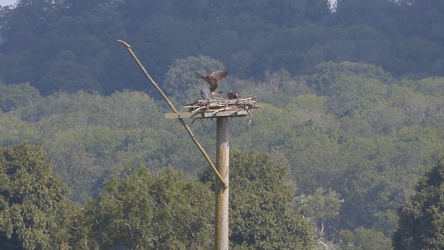 Osprey - ML640095253