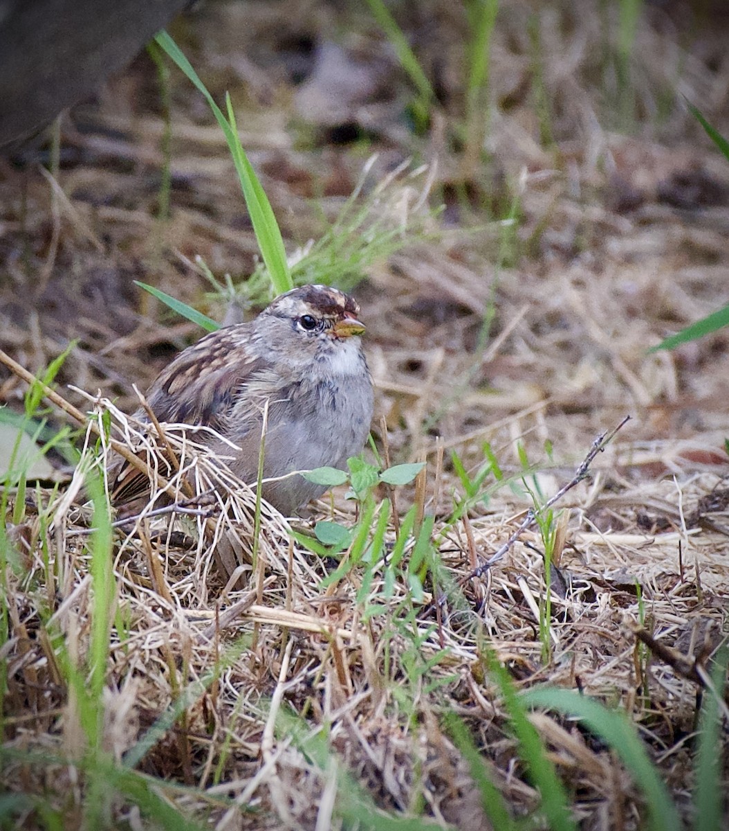 White-crowned Sparrow - ML640095257