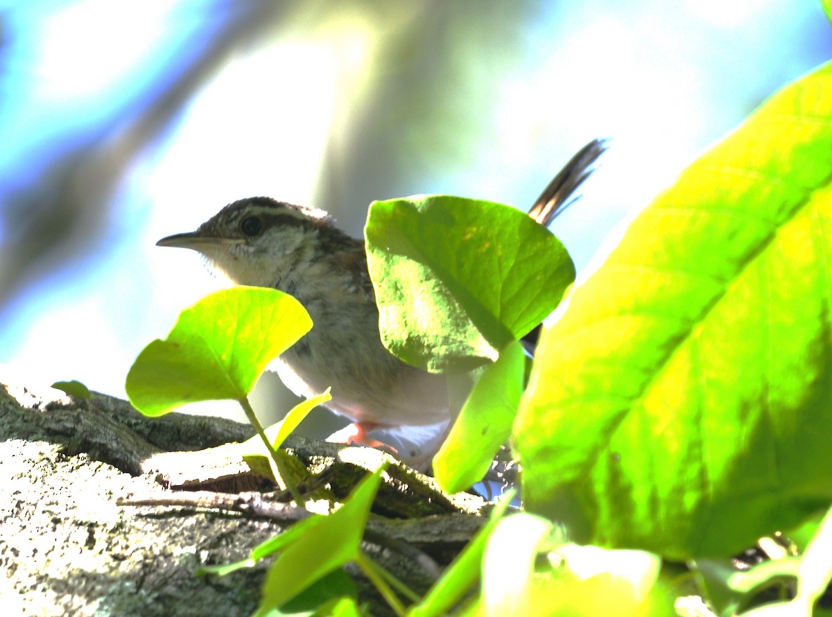 Carolina Wren - ML640095267
