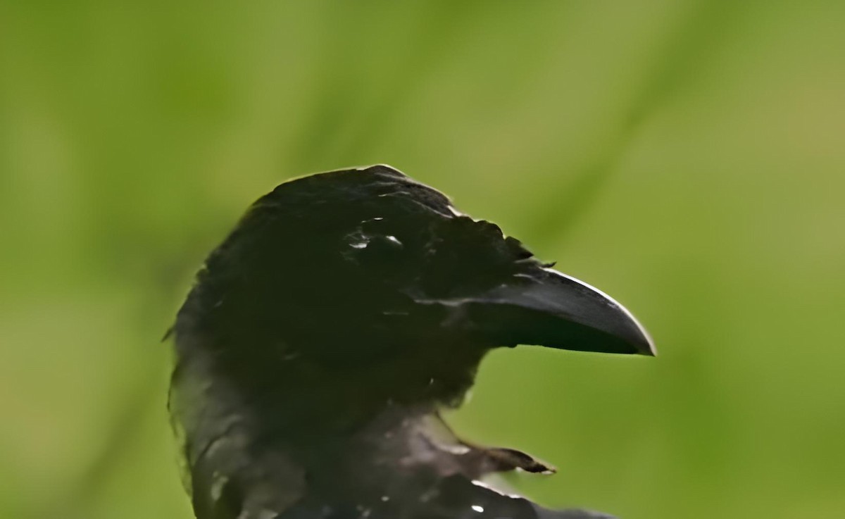 Crow-billed Drongo - ML640095289