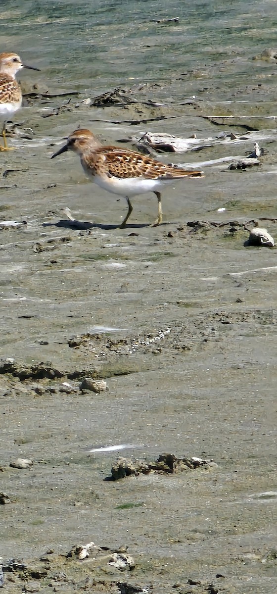 Least Sandpiper - ML640095312