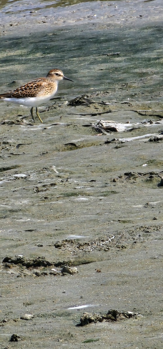 Least Sandpiper - ML640095313