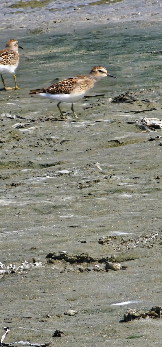 Least Sandpiper - ML640095314