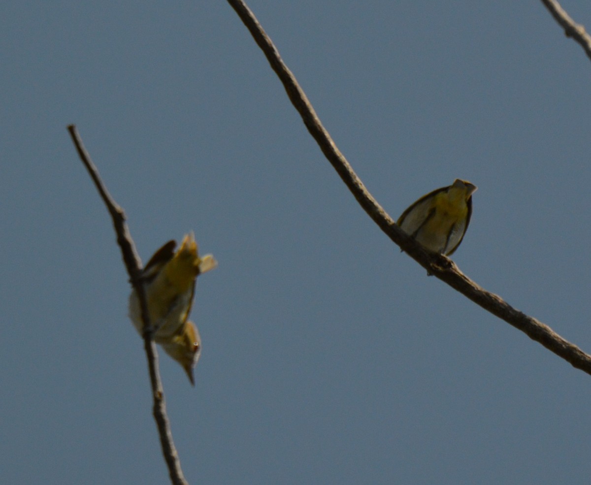 Rotaugenvireo - ML640095333