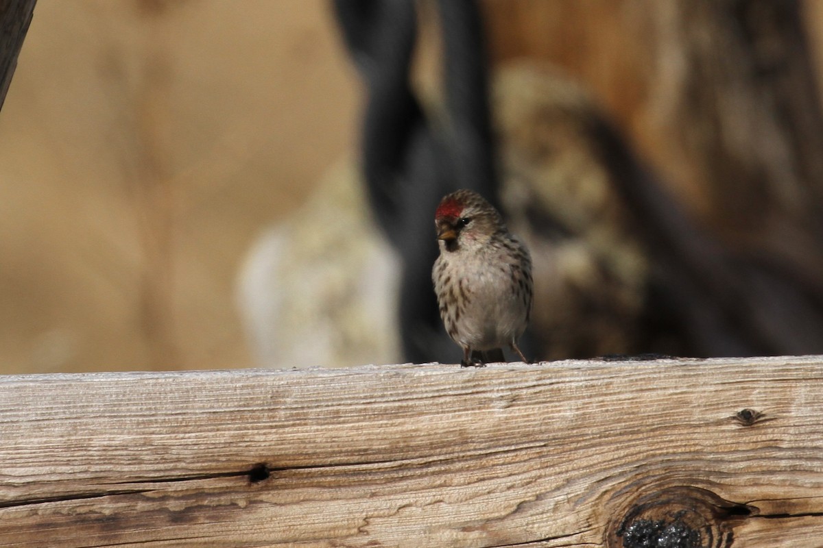 Redpoll (Common) - ML640095357