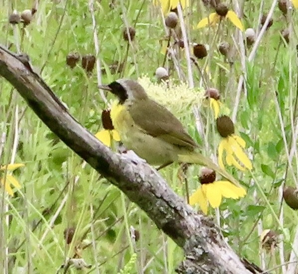 Common Yellowthroat - ML640095361