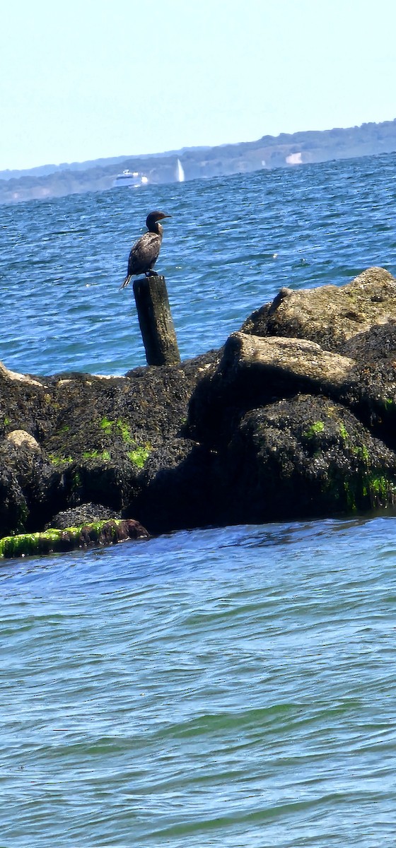 Double-crested Cormorant - ML640095365
