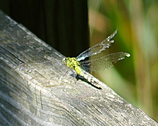 Dragonflies and Damselflies - ML640095446