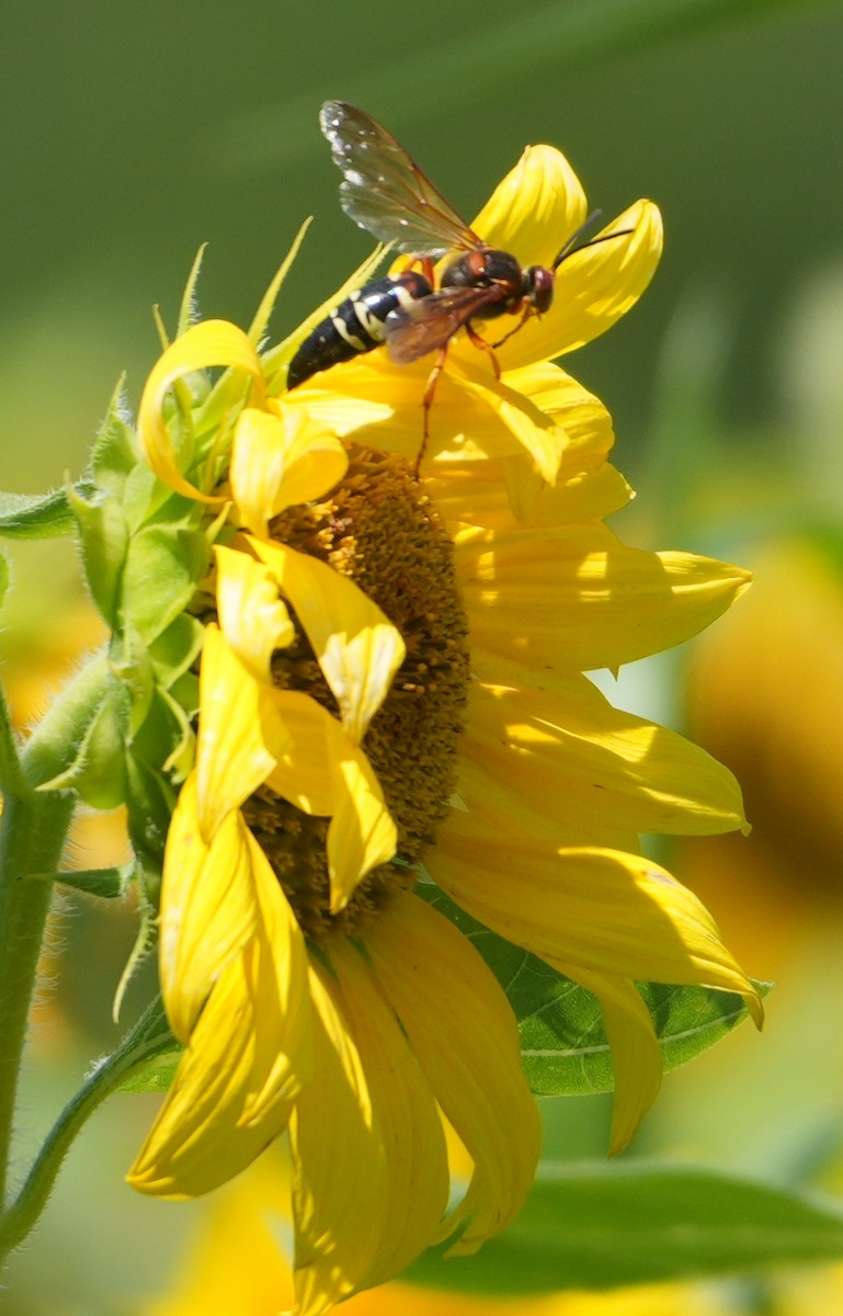 Eastern Cicada Killer - ML640095447