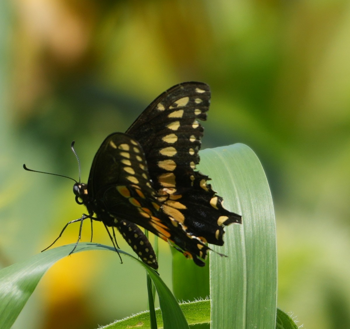 Eastern Black Swallowtail - ML640095448
