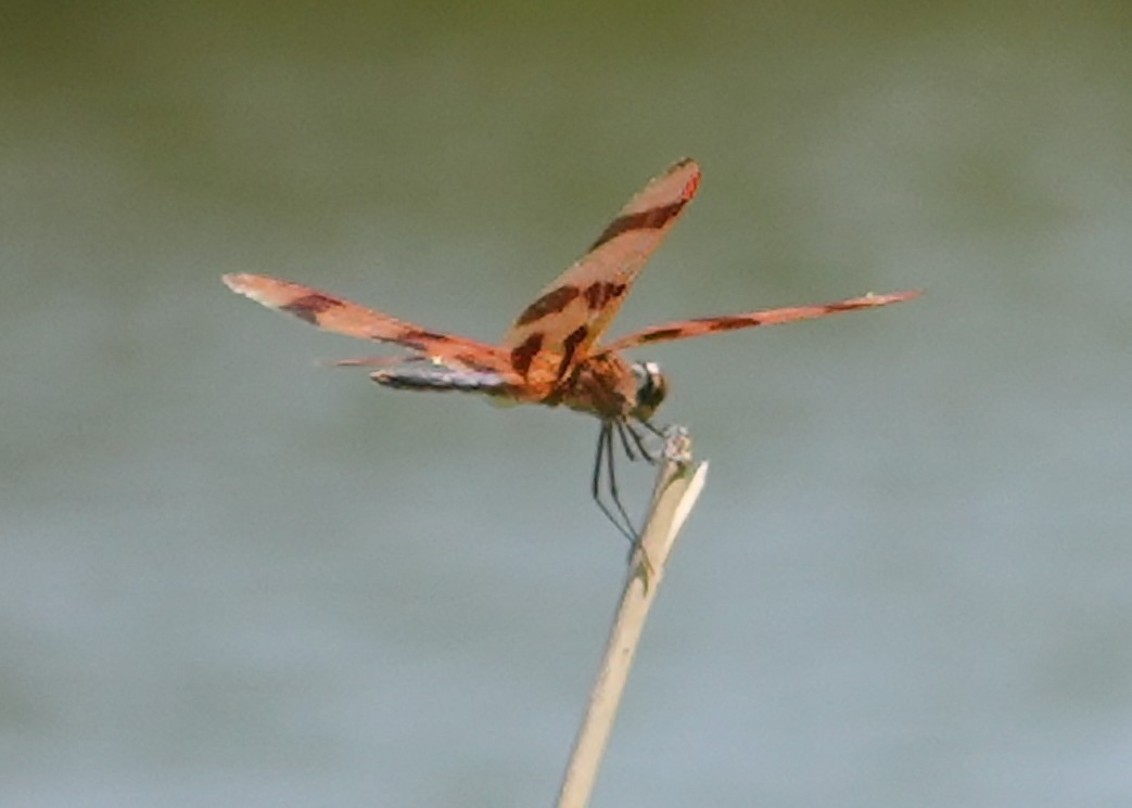 Dragonflies and Damselflies - ML640095449