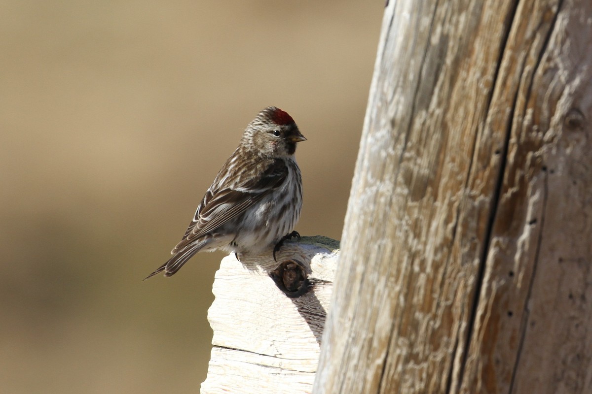 Redpoll (Common) - ML640095490