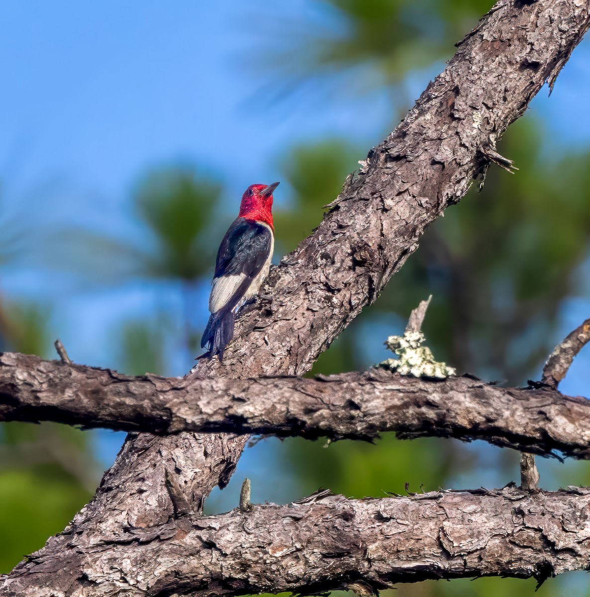 Red-headed Woodpecker - ML640095550