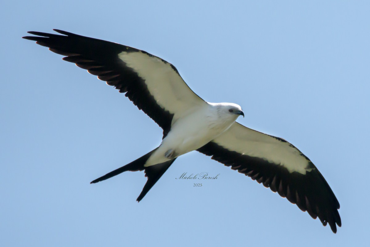 Swallow-tailed Kite - ML640095554