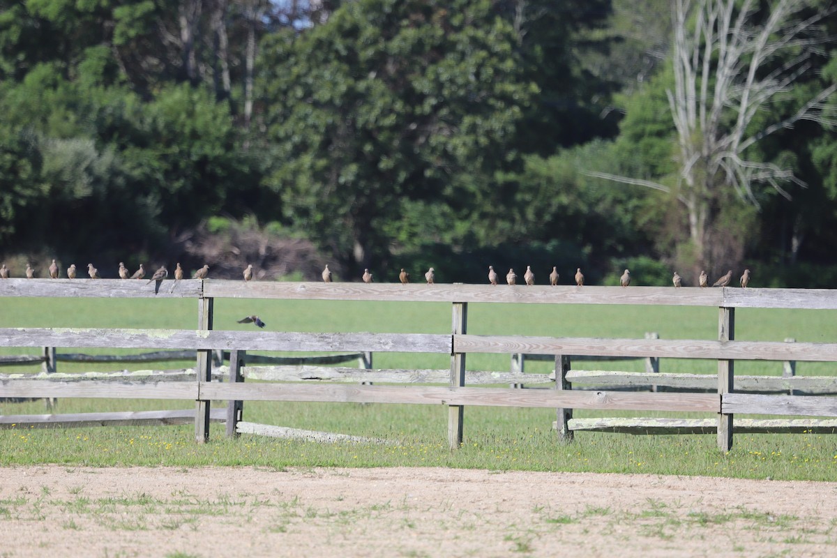 Mourning Dove - ML640095574