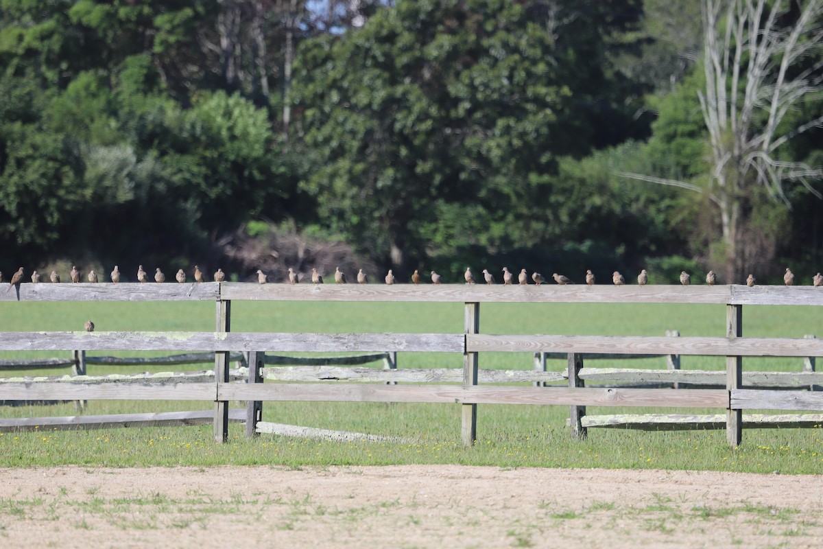 Mourning Dove - ML640095575