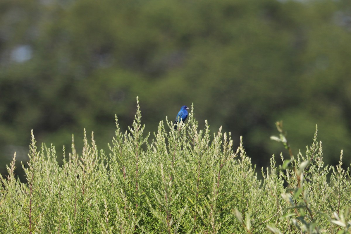 Indigo Bunting - ML640095595