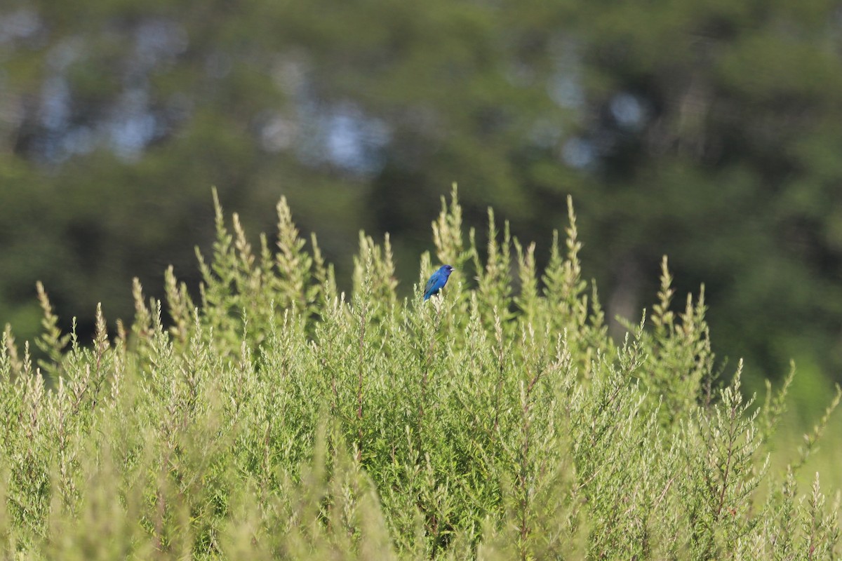 Indigo Bunting - ML640095596