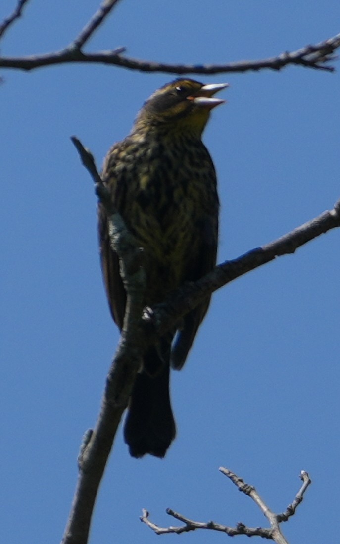 rødvingetrupial - ML640095597