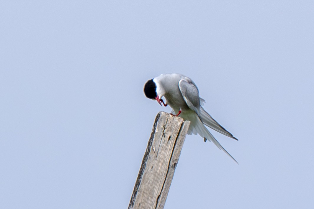 Arctic Tern - ML640095624
