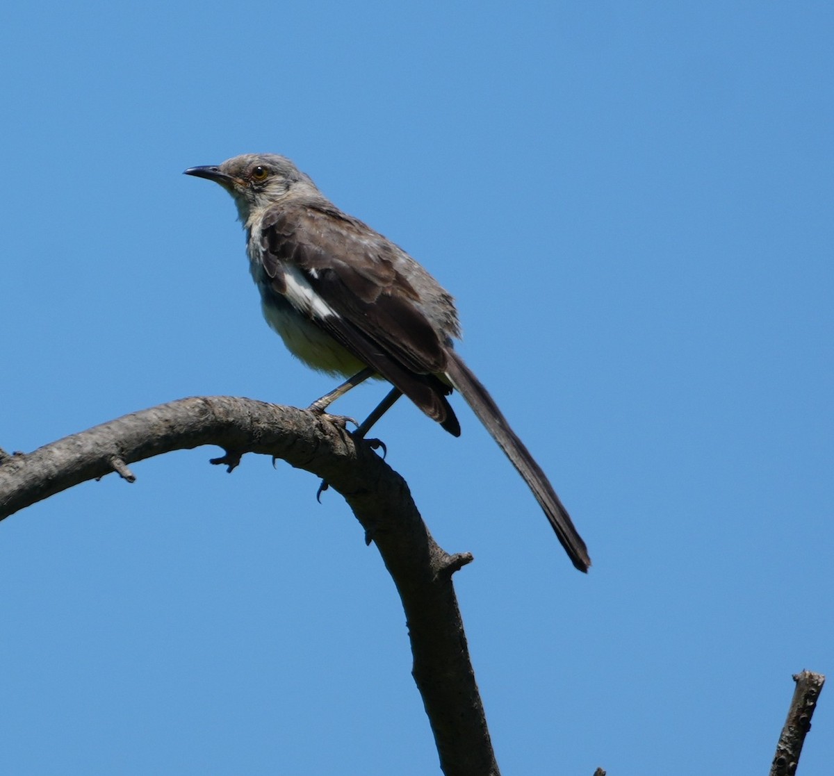sangspottefugl - ML640095657