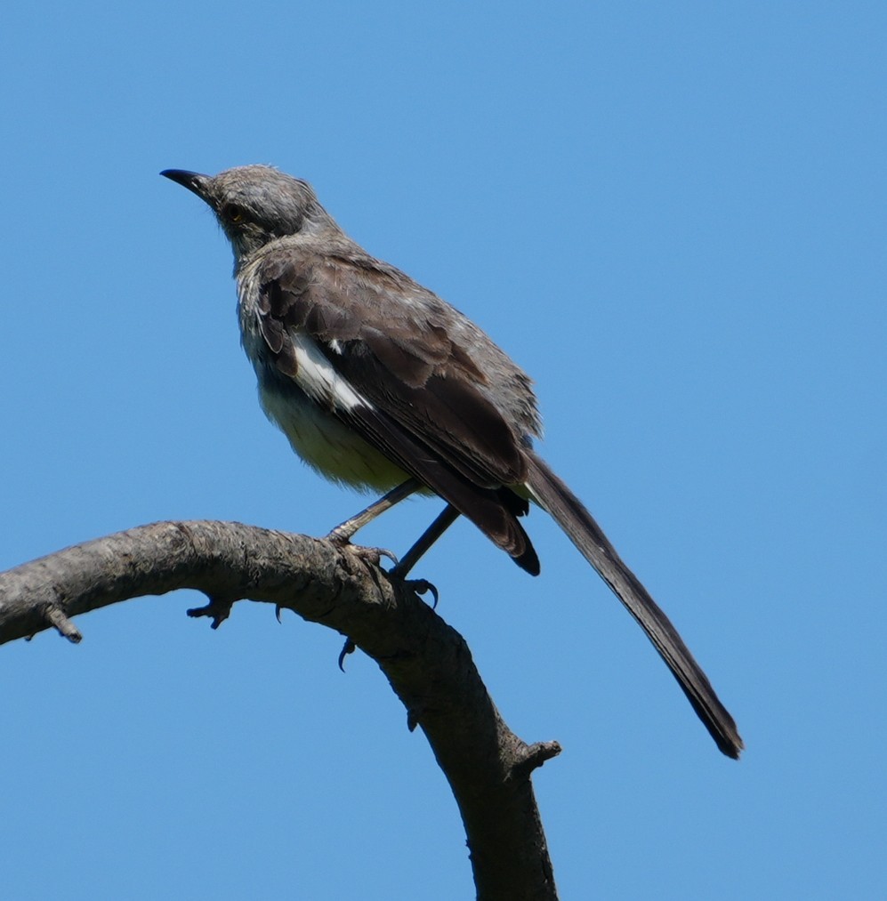 sangspottefugl - ML640095658