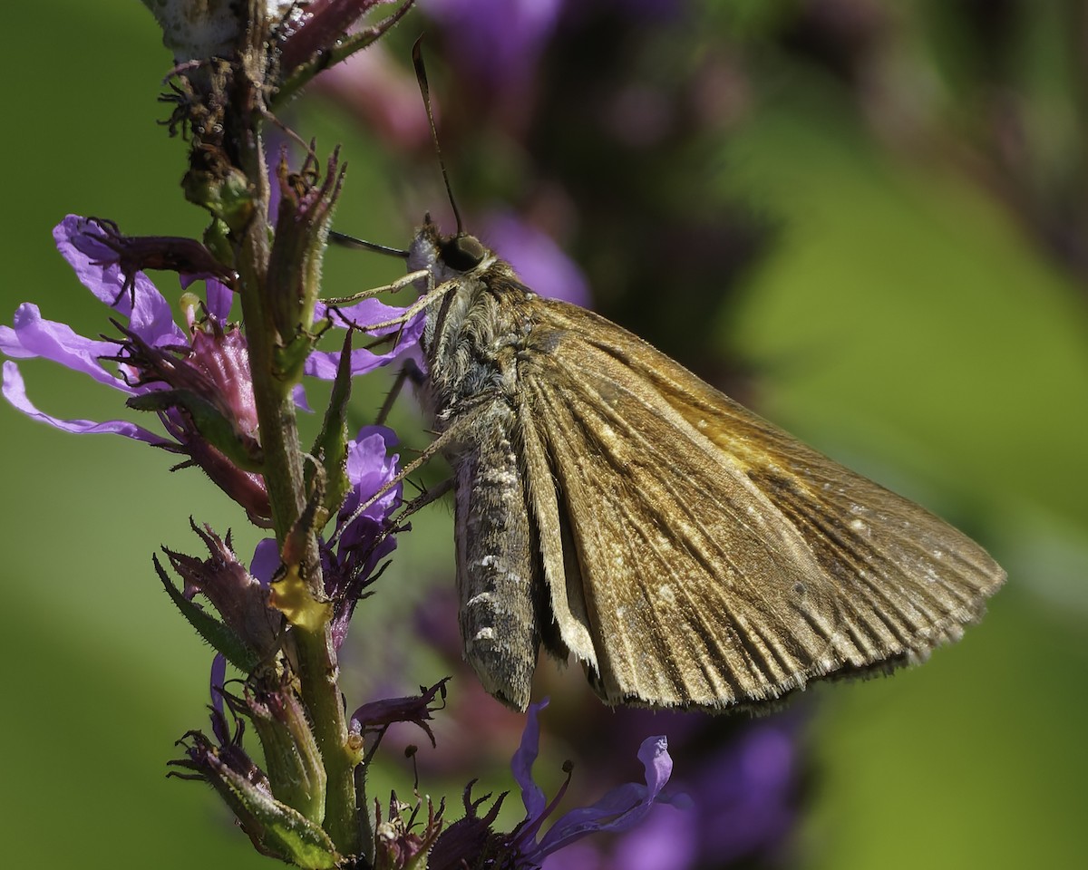Broad-winged Skipper - ML640095697
