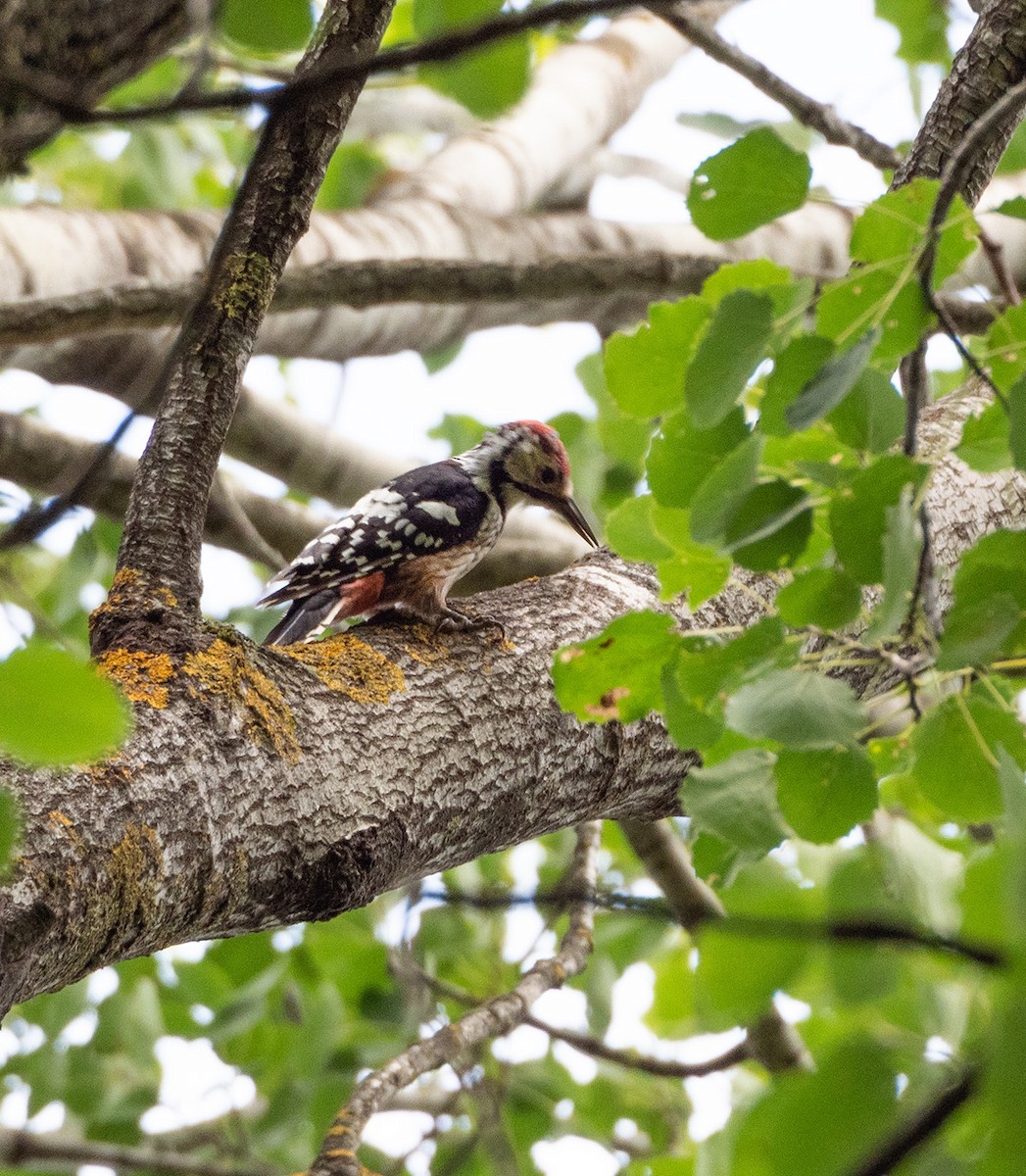 White-backed Woodpecker - ML640095708