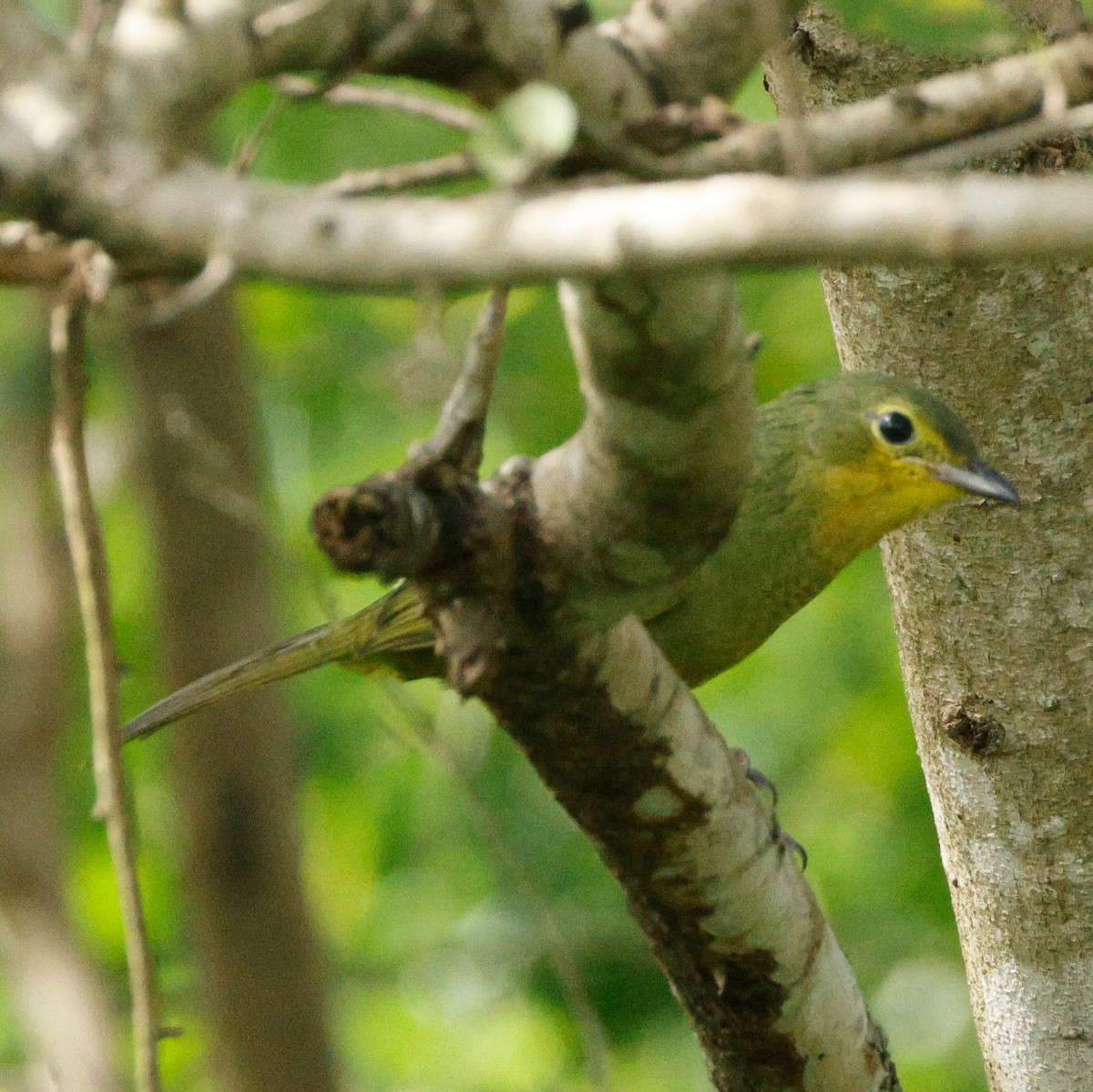 Four-colored Bushshrike (Four-colored) - ML640095759
