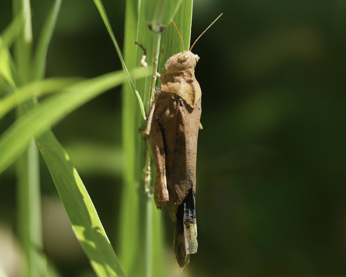 Carolina Grasshopper - ML640095760
