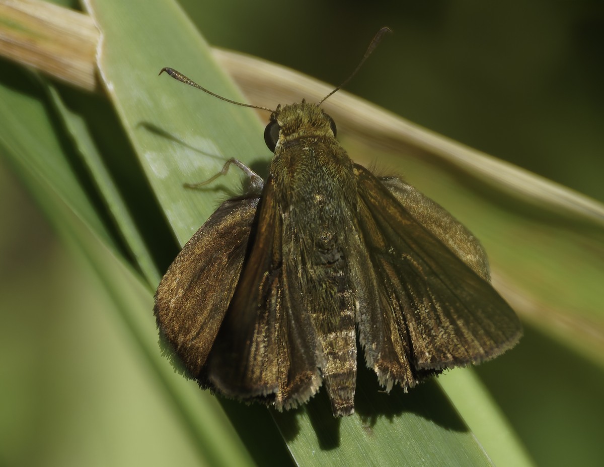 Dun Skipper - ML640095799