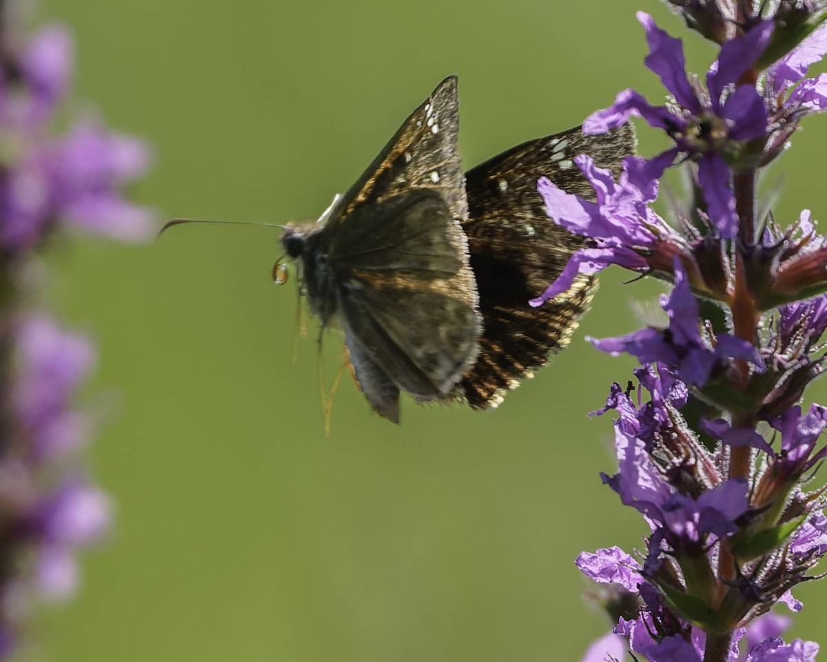 Horace's Duskywing - ML640095828
