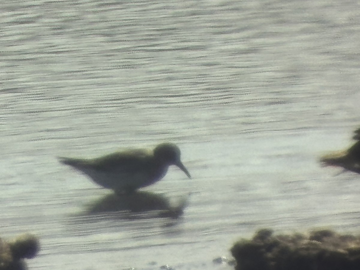bonapartesnipe - ML640095860