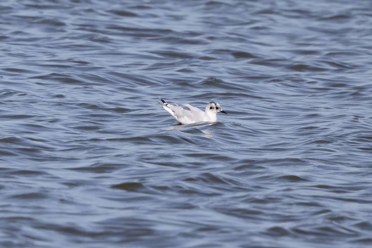 Little Gull - ML640095910