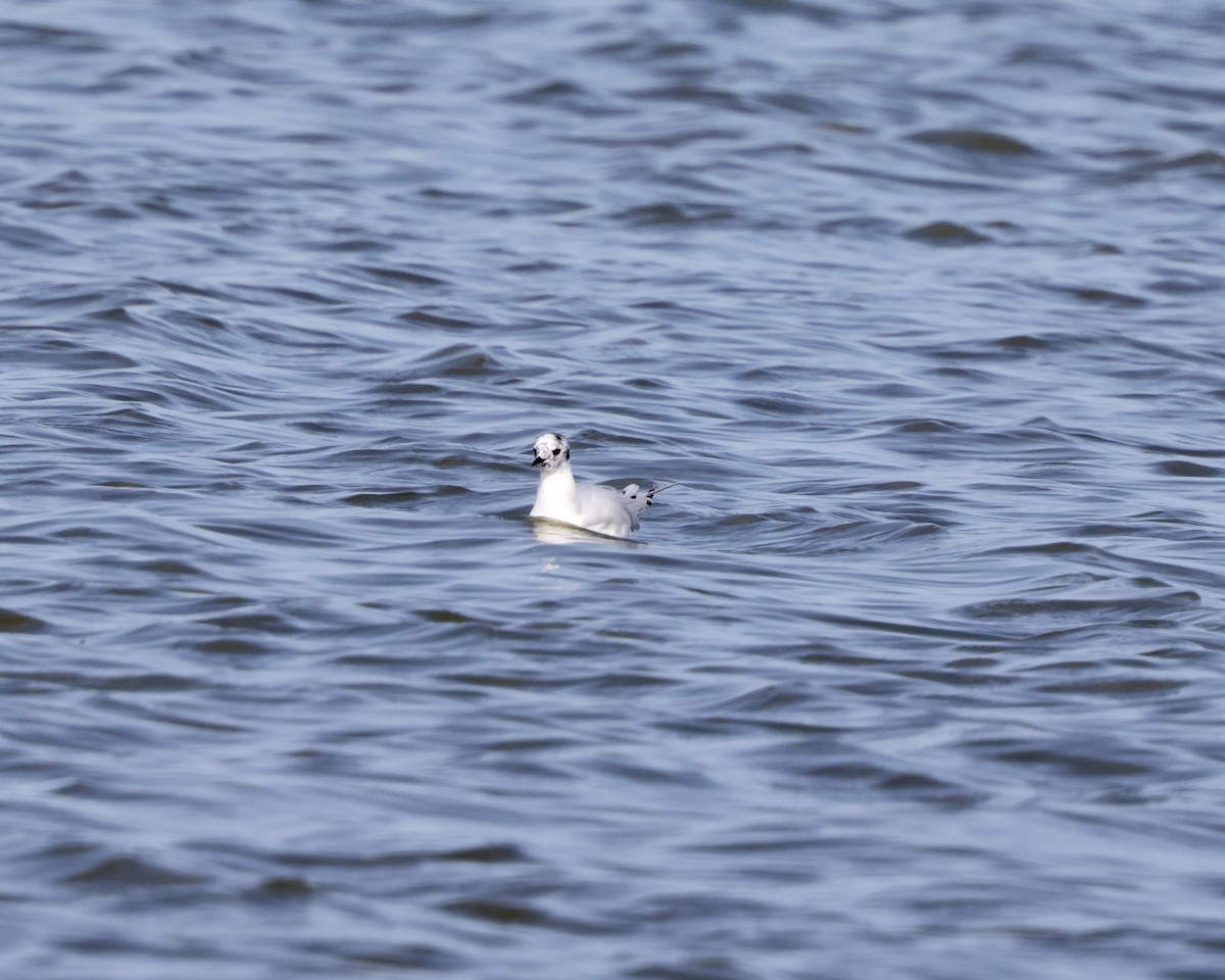 Little Gull - ML640095912